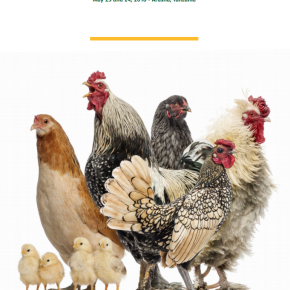 Building the business case for smallholder poultry development (part 1): Taking stock of ACGG ‘1’